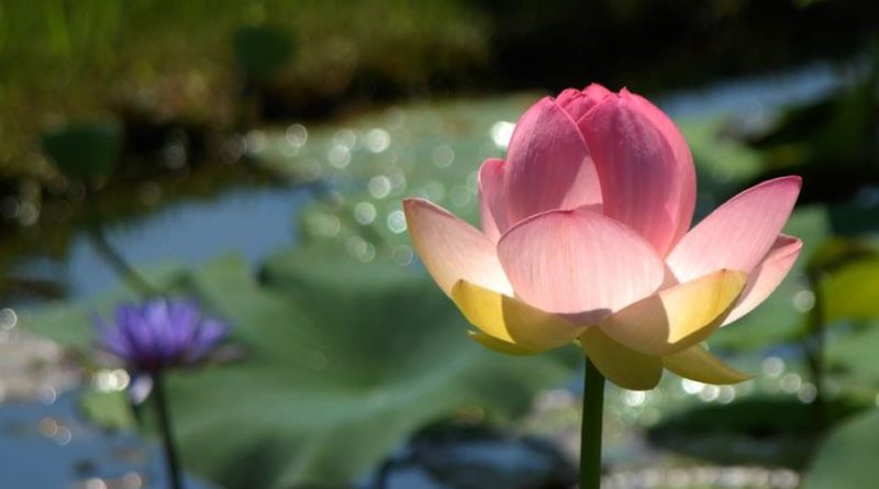 Citta (Mind Or Consciousness) Citta (Mind Or Consciousness)